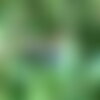 15 graines gaultheria shallon, gaultheriahallon, gaultheria, shallon, salal