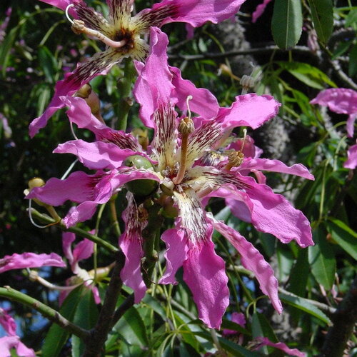 3 graines chorisia speciosa, faux kapokier