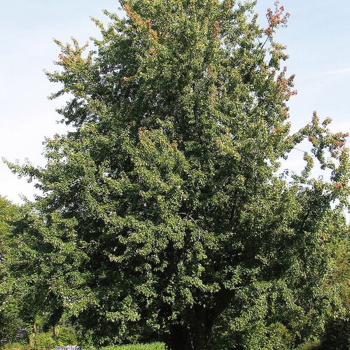 3 graines acer saccharinum, érable argenté, érable de virginie, plaine blanche