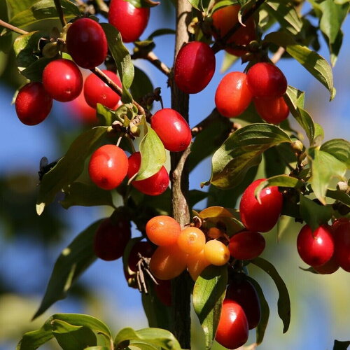 3 graines de cornouiller mâle cornus mas cornelian cherry