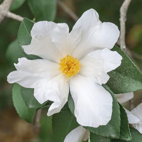 2 graines de théier à huile, camellia oleifera