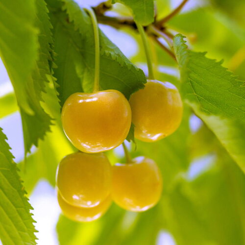 3 graines prunus avium, cerisier &quot;zhurba&quot; bio