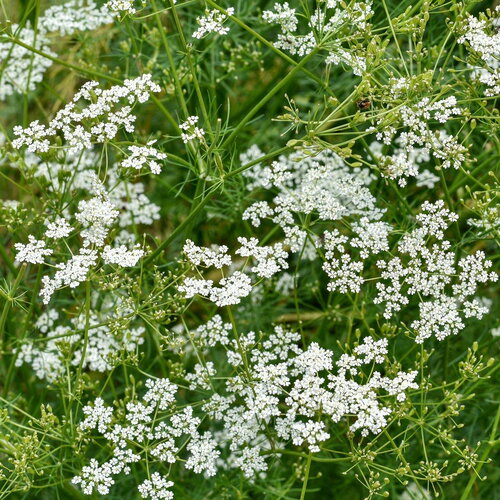 50 graines cumin, cuminum cyminum