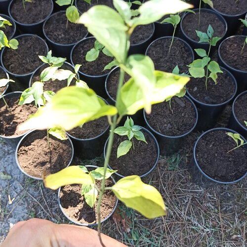 2 plants de cornouiller mâle, cornus mas, racines nues