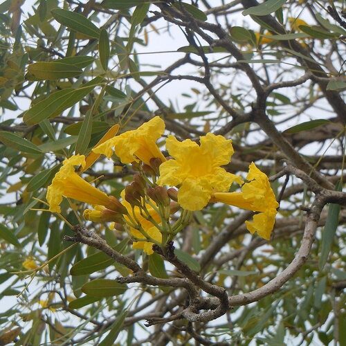 3 graines tabebuia aurea, tabebuia argentea