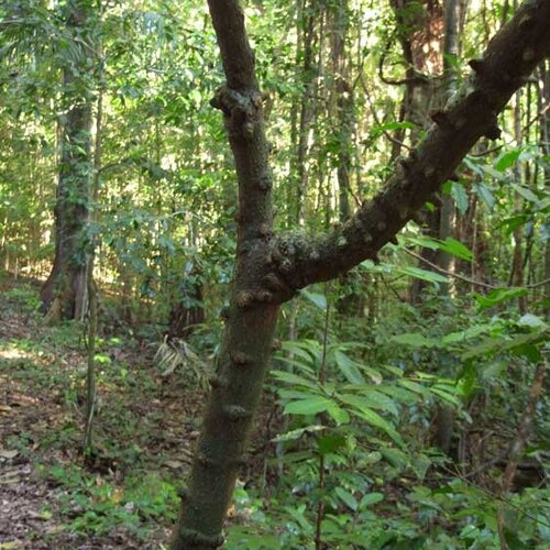 3 graines zanthoxylum nitidum, poivrier du sichuan