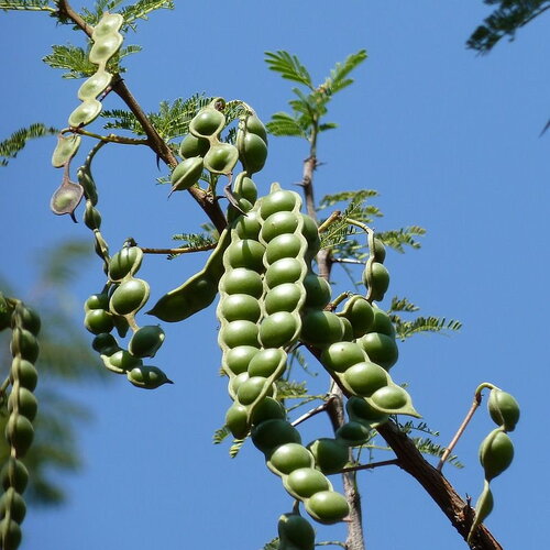 3 graines acacia arabica, vachellia nilotica, gommier rouge