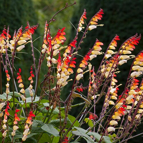 3 graines de mina lobata, ipomoea lobata, plume d'indien
