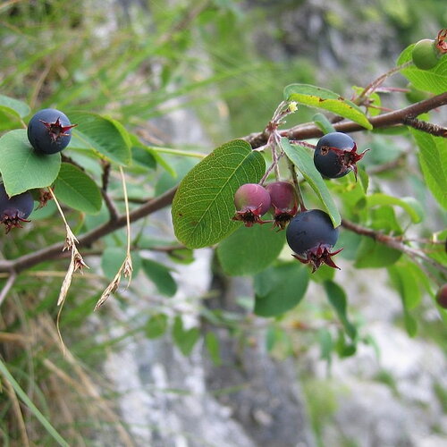 5 graines d'amélanchier, amélanchier du canada