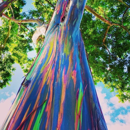 5 graines eucalyptus arc en ciel, eucalyptus deglupta, idéal bonsaï