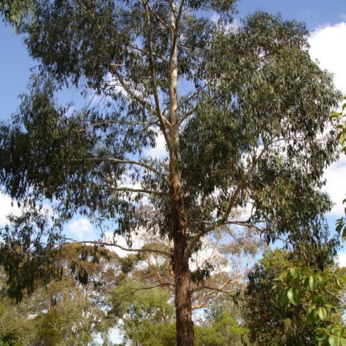 3 graines eucalyptus ovata, gomme noire