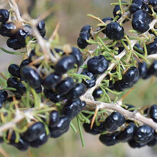 10 graines de baie de goji noir, lycium ruthenicum