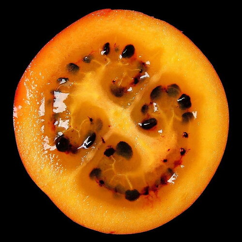 5 graines de tamarillo, solanum betaceum, tomate en arbre, prune du japon, tomate arbuste, tomate de la paz