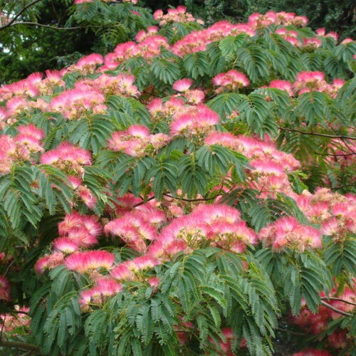 3 graines albizia julibrissin, arbre à soie, acacia, albizia