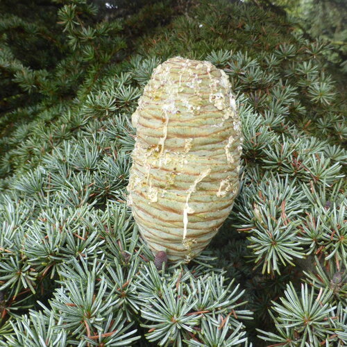 7 graines de cèdre de chypre, cedrus brevifolia