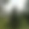 10 graines sapin baumier, abies balsamea