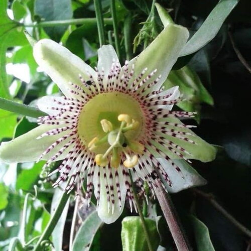3 graines de passiflora adenopoda