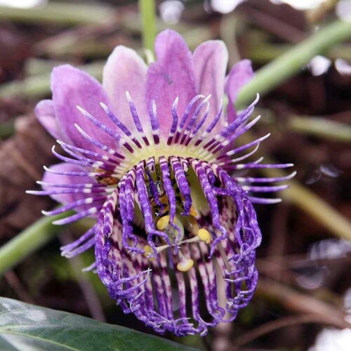 3 graines de passiflora seemanii, fruit de la passion, fleur de la passion