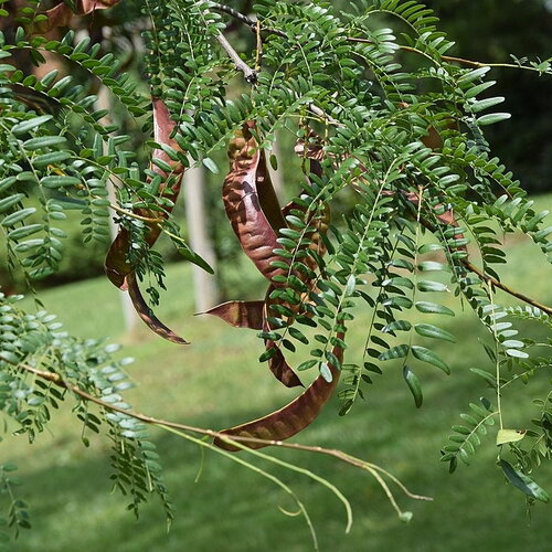 2 plants de févier d'amérique, gleditsia triacanthos, racines nues