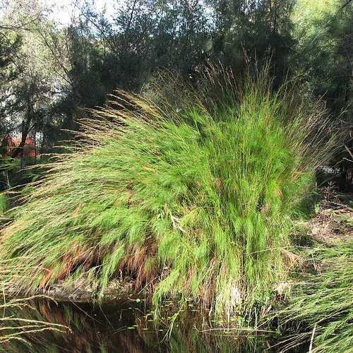 10 graines baloskion tetraphyllum, restio tetraphyllus