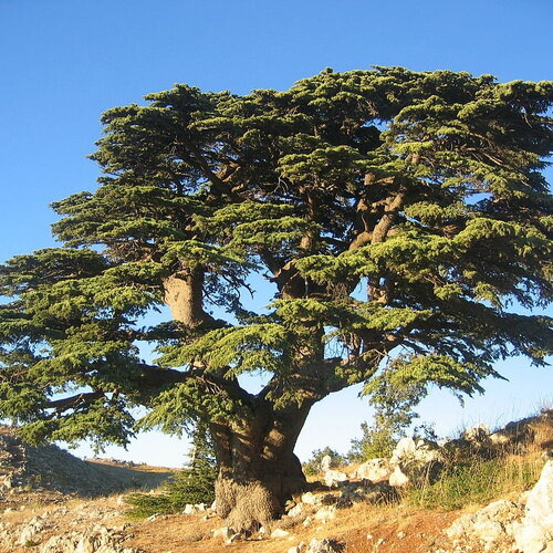 3 graines cedrus libani, cèdre du liban