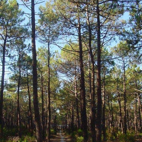 5 graines de pin maritime, pin des landes, pin de bordeaux, pin de corte, pinus pinaster