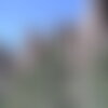3 graines de cyprès de l'arizona, cupressus arizonica, cyprès bleu