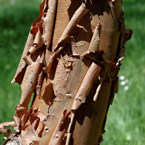 10 graines érable à écorce de papier, acer griseum, érable cannelle, érable à écorce cannelle