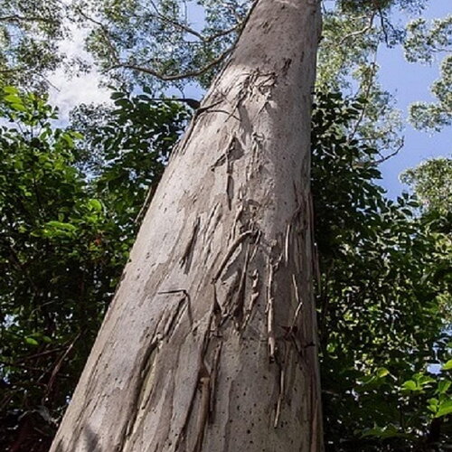 3 graines eucalyptus grandis, gommier rose