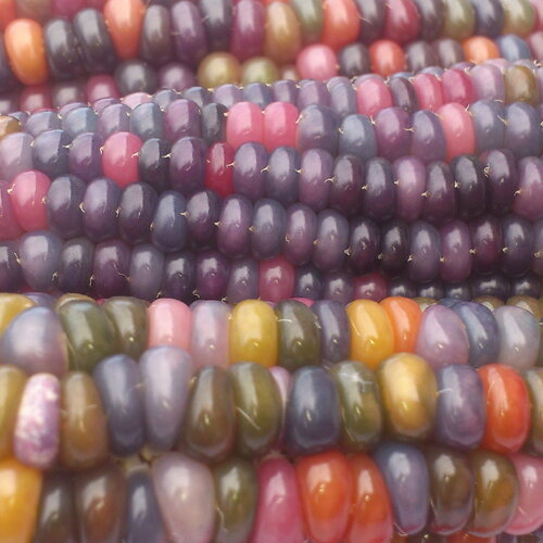 Rare 20 graines de maïs glass gem multicolor maïs pop corn à éclater zea mays non ogm / non traite