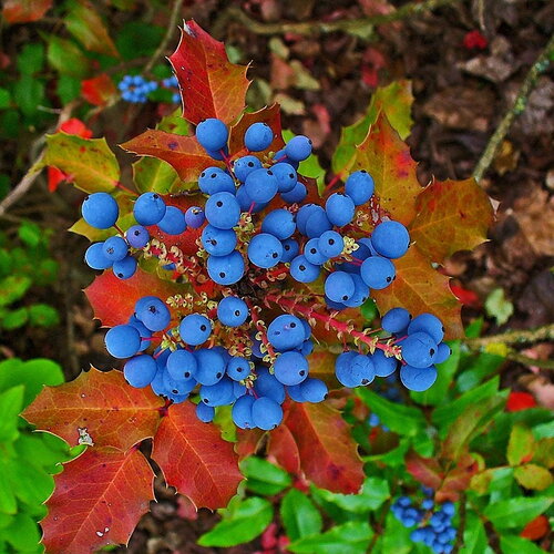 7 graines mahonia aquifolium, berberis aquifolium, mahonia faux houx, mahonia à feuilles de houx