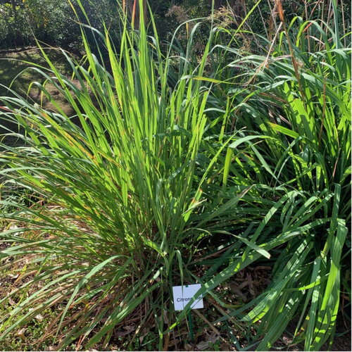 50 graines cymbopogon flexuosus, citronelle