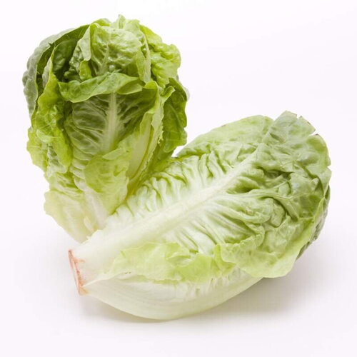 50 graines de sucrine &quot;little gem&quot;, lactuca sativa