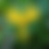 3 graines de capucines des canaries, tropaeolum peregrinum
