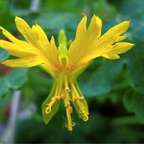 3 graines de capucines des canaries, tropaeolum peregrinum