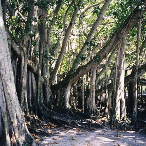 5 graines de figuier des banians, ficus benghalensis, banian de l'inde, graine idéal bonsaï