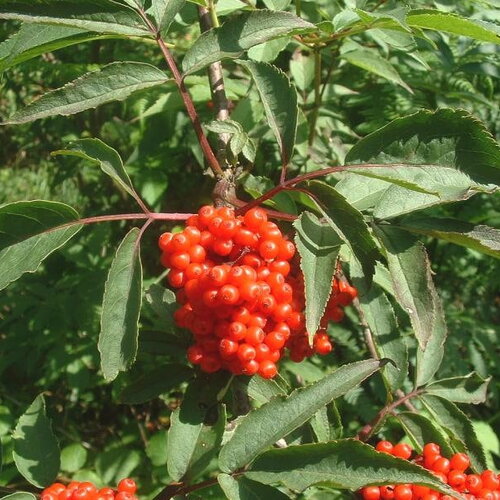 3 graines sambucus racemosa, sureau à grappes, sureau rouge