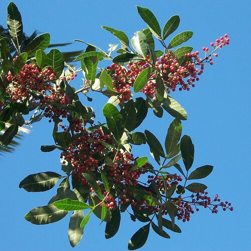 5 graines de poivrier du brésil, schinus terebinthifolius