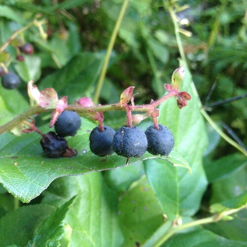 10 graines gaultheria shallon, gaultheriahallon, gaultheria, shallon, salal