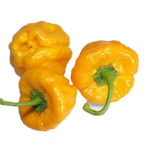 20 graines de piment jamaican yellow