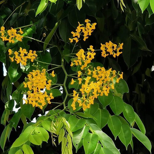 7 graines pterocarpus indicus, amboine, bois de rose de birmanie, sang-dragon