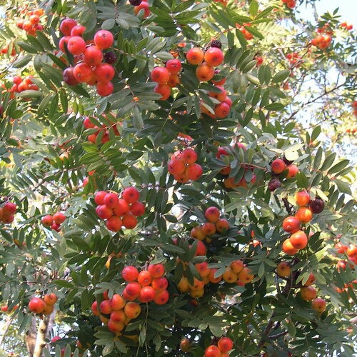7 graines de cormier, sorbier domestique, sorbus domestica