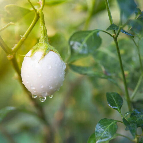 40 graines de aubergine blanche &quot;white egg&quot;, solanum melongena