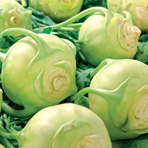 50 graines de chou rave blanc &quot;vienna white&quot;, brassica oleracea