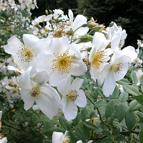 7 graines de rosa soulieana