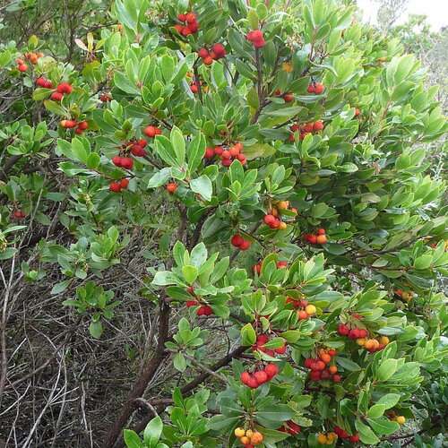 3 graines d'arbutus unedo, arbousier, arbousier commun, arbre à fraises