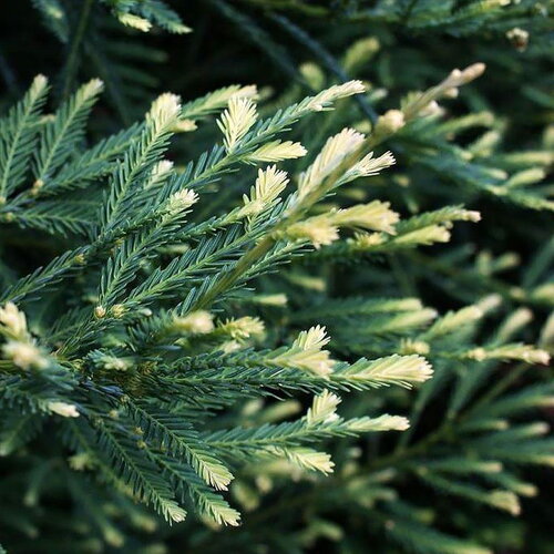 5 graines de séquoia à feuilles d'if, séquoia toujours vert, séquoia sempervirent, sequoia sempervirens