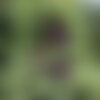 7 graines de épinette noire, picea mariana