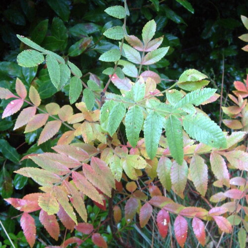 3 graines rhus coriaria, sumac des corroyeurs