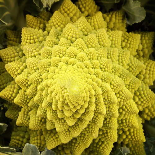 40 graines de chou fleur romanesco brassica oleracea brocoli à pomme